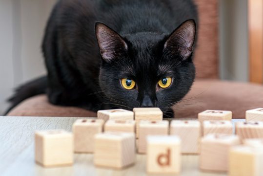 5 jouets pour chat qui stimuleront son instinct de chasseur
