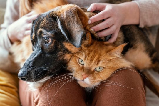 Conseils pour une cohabitation entre chien et chat